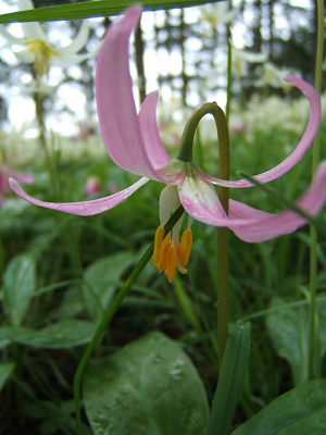 fawn lily 2.png
